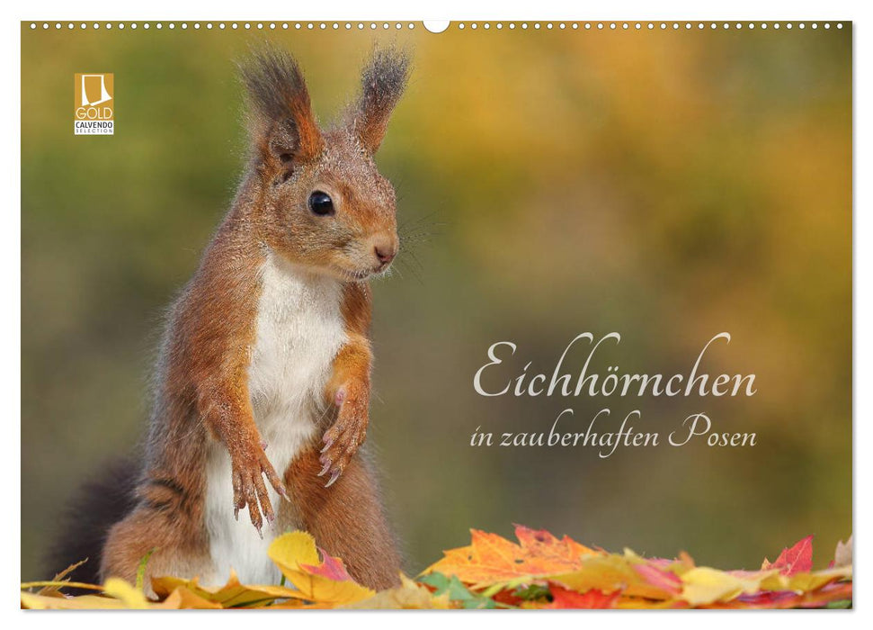 Eichhörnchen in zauberhaften Posen (CALVENDO Wandkalender 2026)