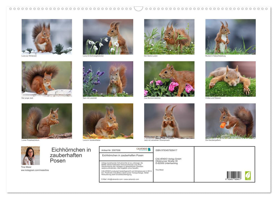 Eichhörnchen in zauberhaften Posen (CALVENDO Wandkalender 2026)