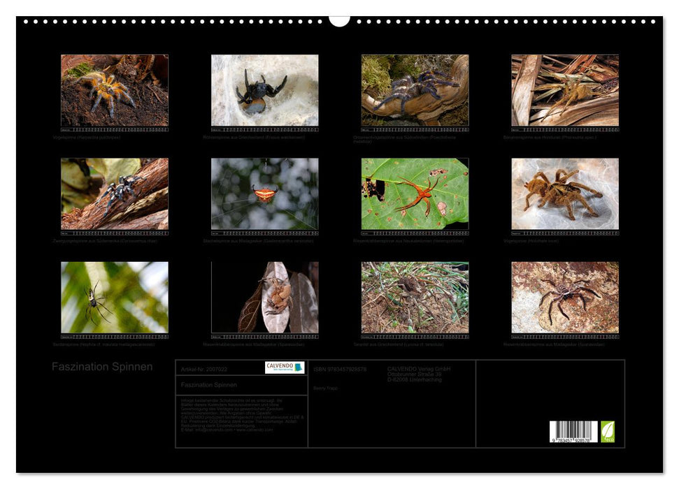 Faszination Spinnen (CALVENDO Wandkalender 2026)