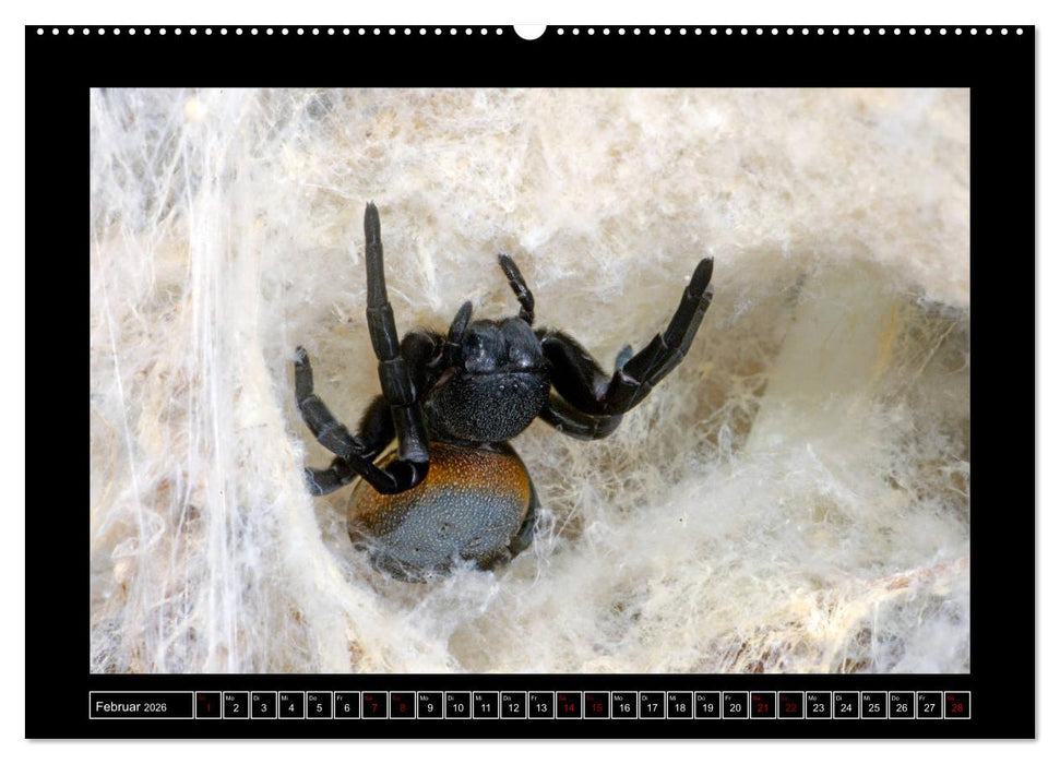 Faszination Spinnen (CALVENDO Wandkalender 2026)