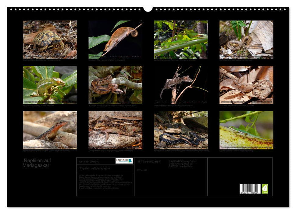 Reptilien auf Madagaskar (CALVENDO Wandkalender 2026)