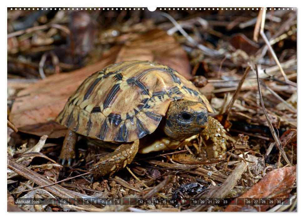 Reptilien auf Madagaskar (CALVENDO Wandkalender 2026)