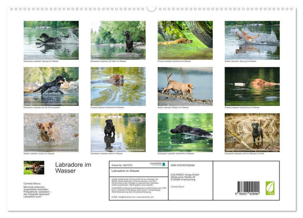 Labradore im Wasser (CALVENDO Premium Wandkalender 2026)