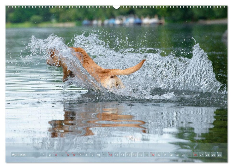 Labradore im Wasser (CALVENDO Premium Wandkalender 2026)