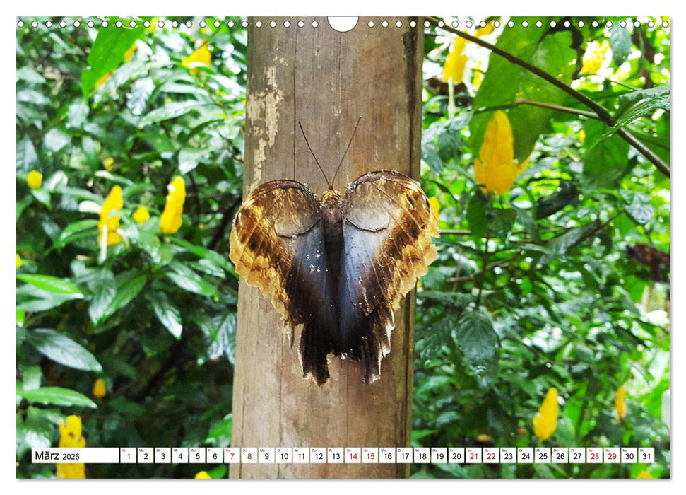 Buntes Brasilien (CALVENDO Wandkalender 2026)