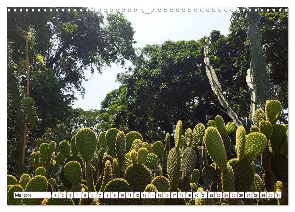 Buntes Brasilien (CALVENDO Wandkalender 2026)