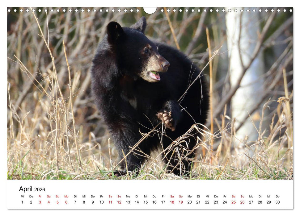 Alaska und West-Kanada (CALVENDO Wandkalender 2026)