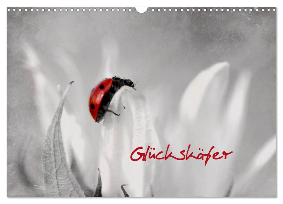 Glückskäfer (CALVENDO Wandkalender 2026)