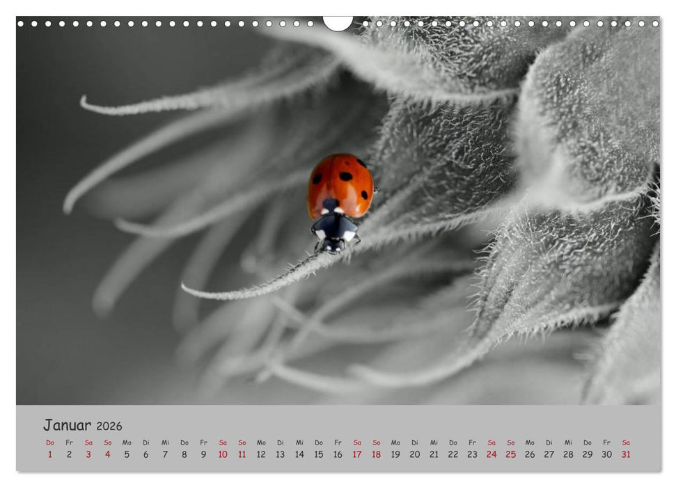 Glückskäfer (CALVENDO Wandkalender 2026)