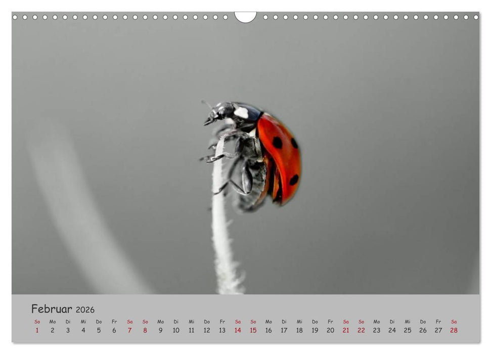 Glückskäfer (CALVENDO Wandkalender 2026)