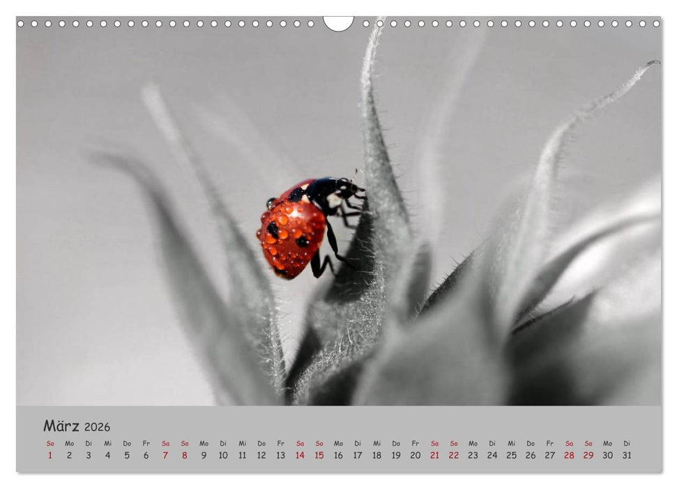 Glückskäfer (CALVENDO Wandkalender 2026)