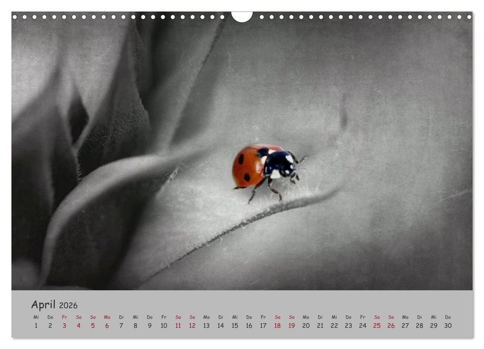 Glückskäfer (CALVENDO Wandkalender 2026)