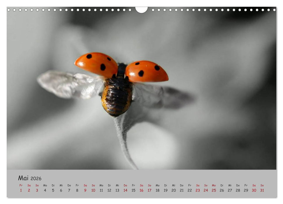 Glückskäfer (CALVENDO Wandkalender 2026)