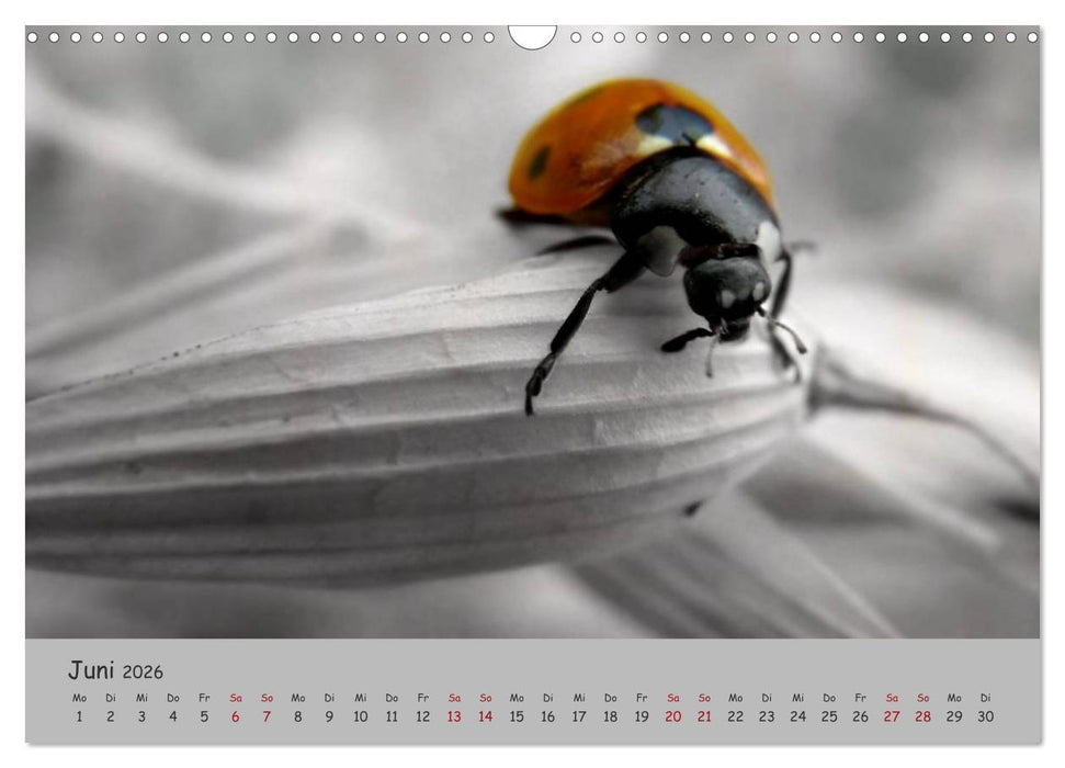 Glückskäfer (CALVENDO Wandkalender 2026)