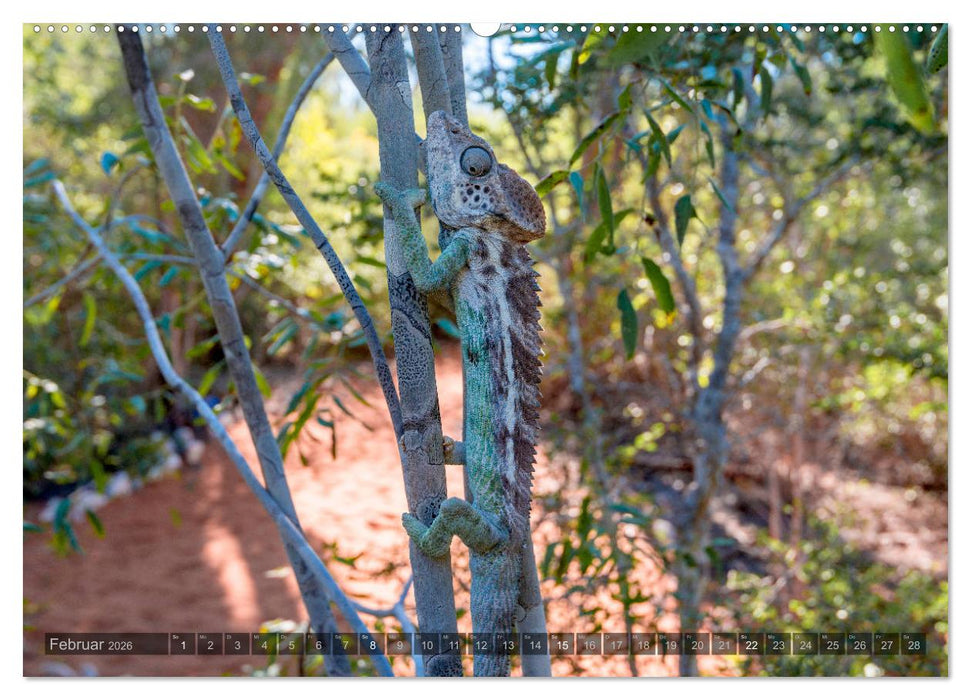 Tierisches Madagaskar (CALVENDO Wandkalender 2026)