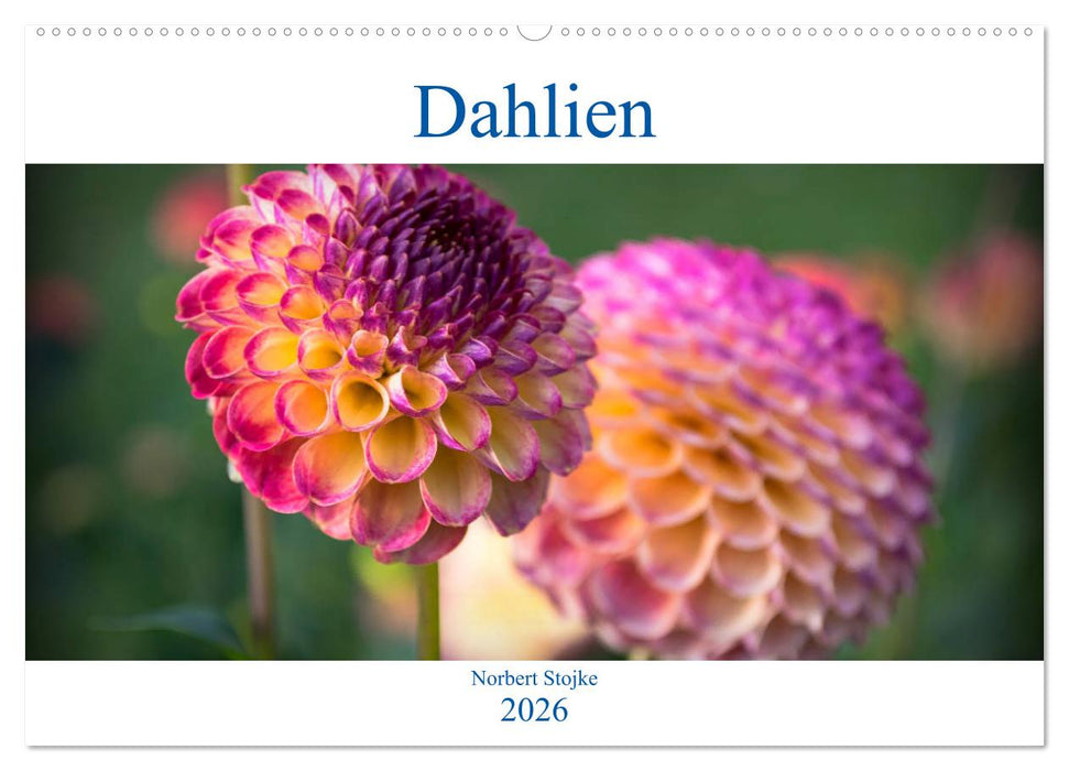 Dahlien - Blumenwunder der Natur (CALVENDO Wandkalender 2026)