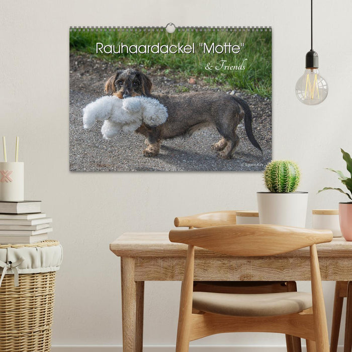 Rauhaardackel Motte & Friends (CALVENDO Wandkalender 2026)