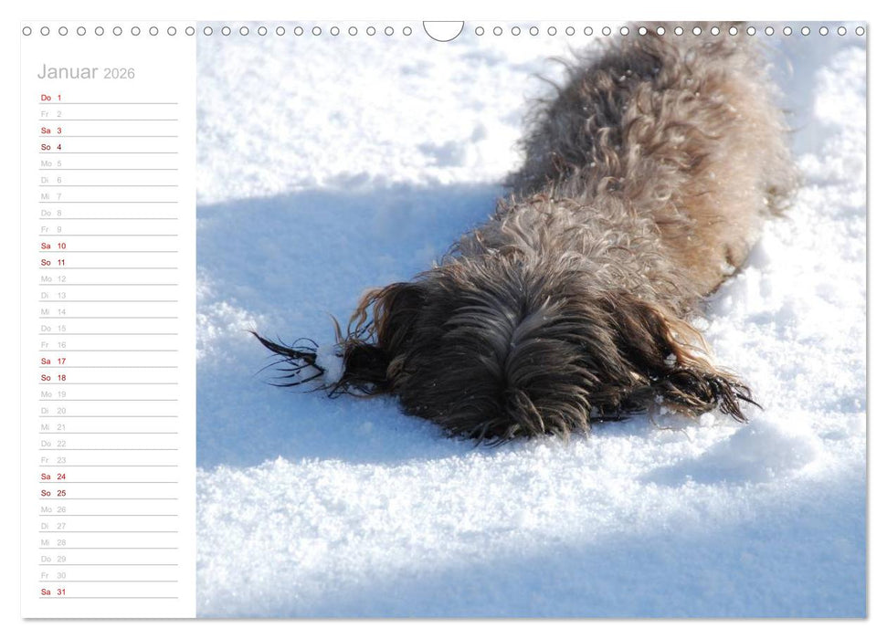 Rauhaardackel Motte & Friends (CALVENDO Wandkalender 2026)