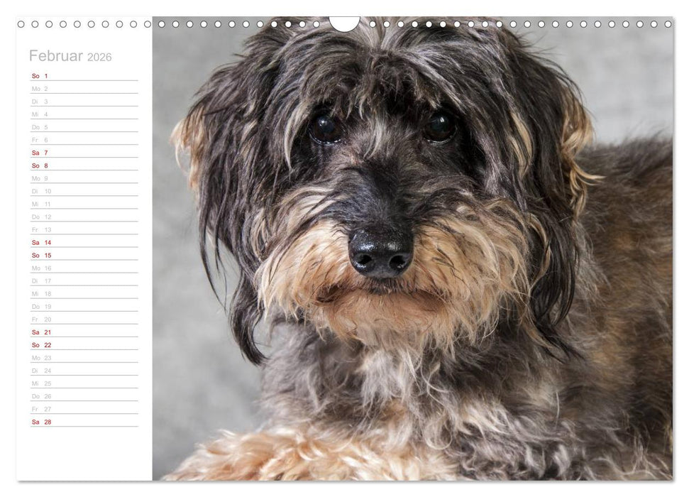 Rauhaardackel Motte & Friends (CALVENDO Wandkalender 2026)