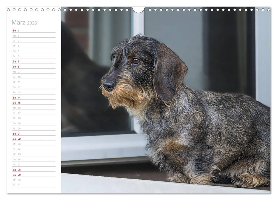 Rauhaardackel Motte & Friends (CALVENDO Wandkalender 2026)