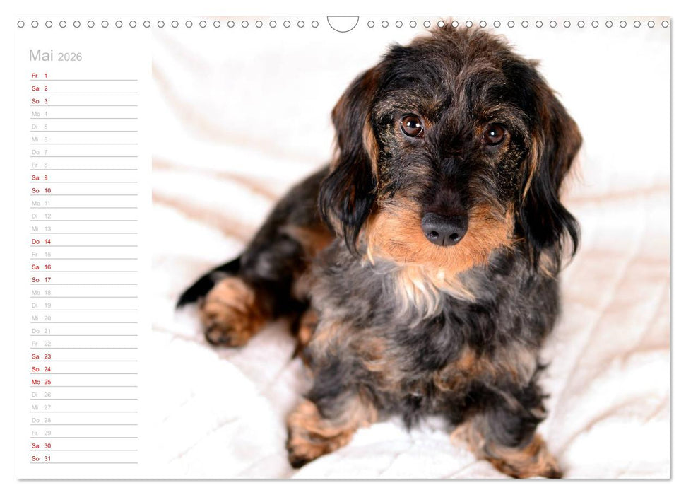 Rauhaardackel Motte & Friends (CALVENDO Wandkalender 2026)