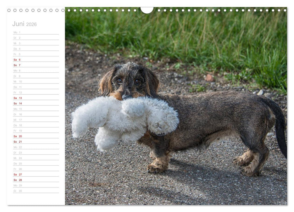 Rauhaardackel Motte & Friends (CALVENDO Wandkalender 2026)