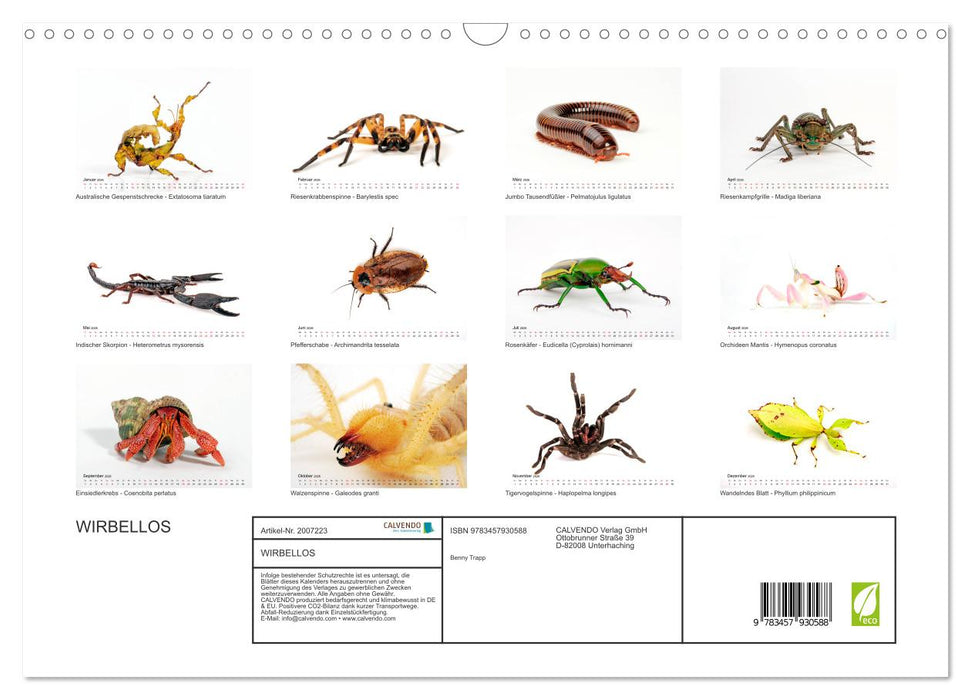 WIRBELLOS (CALVENDO Wandkalender 2026)