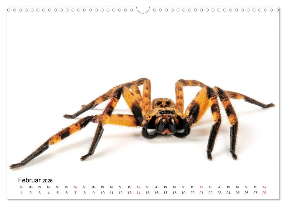 WIRBELLOS (CALVENDO Wandkalender 2026)