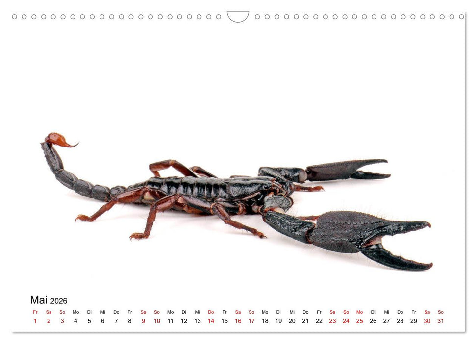 WIRBELLOS (CALVENDO Wandkalender 2026)