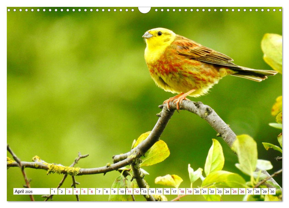 Vogelkalender (CALVENDO Wandkalender 2026)