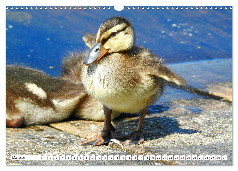 Vogelkalender (CALVENDO Wandkalender 2026)