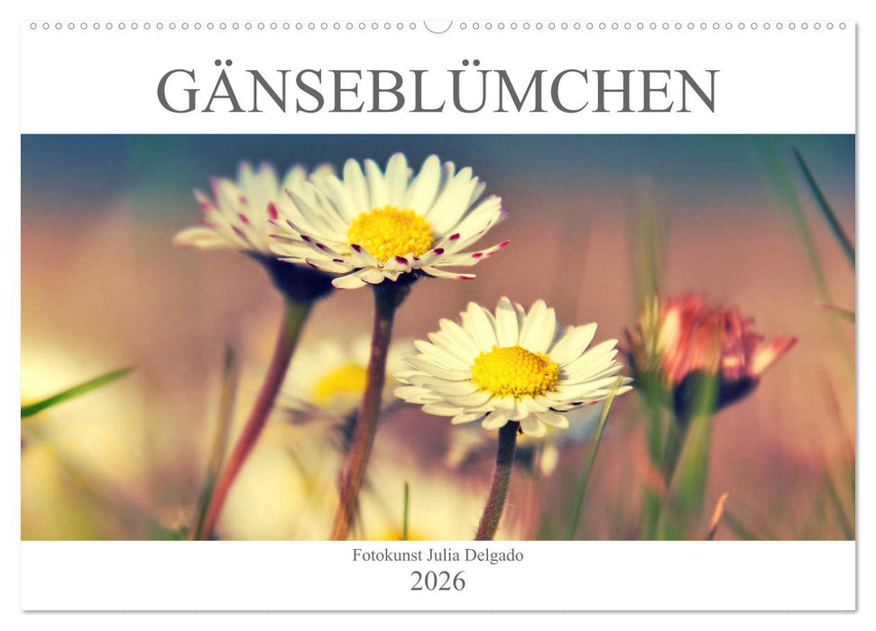 Gänseblümchen Poesie (CALVENDO Wandkalender 2026)