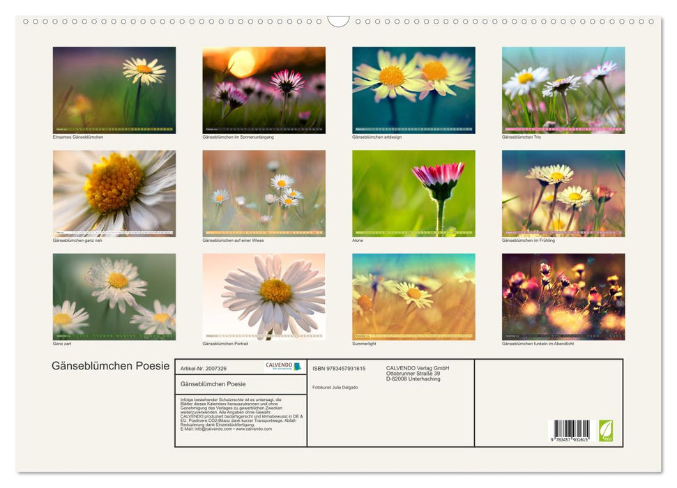 Gänseblümchen Poesie (CALVENDO Wandkalender 2026)