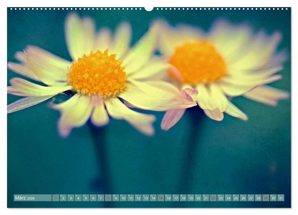 Gänseblümchen Poesie (CALVENDO Wandkalender 2026)
