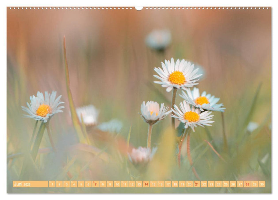 Gänseblümchen Poesie (CALVENDO Wandkalender 2026)