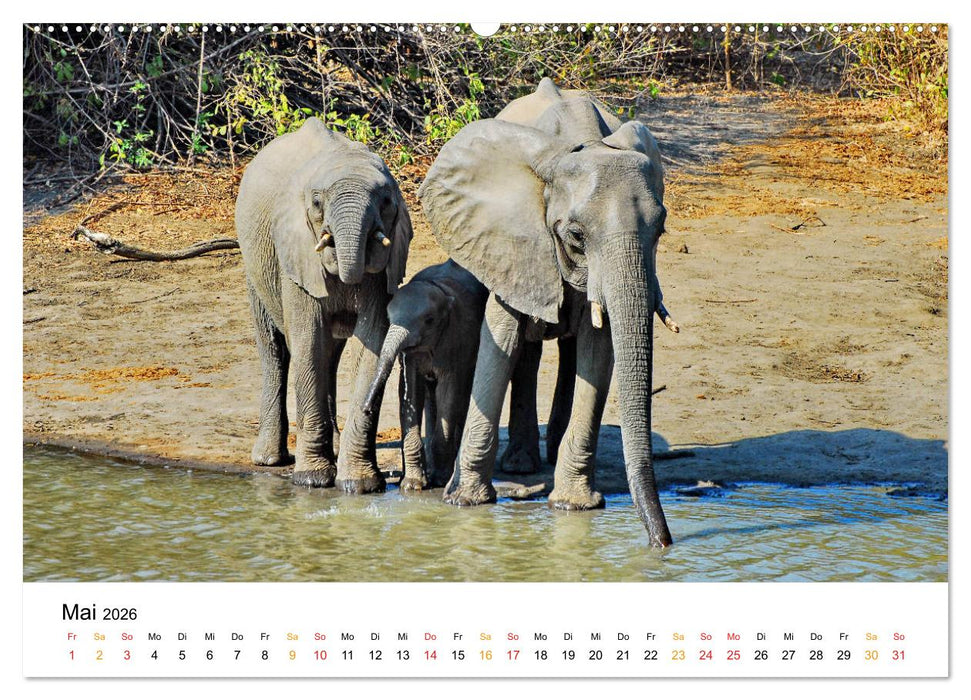 Elefanten Impressionen (CALVENDO Wandkalender 2026)
