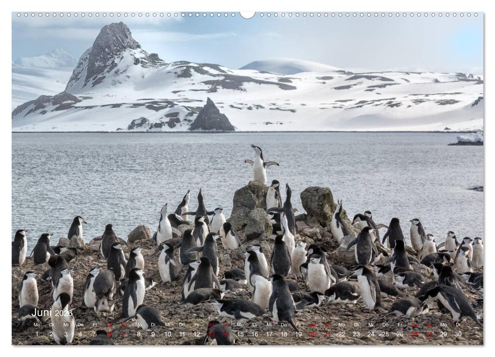 Antarktis, die eisige Heimat der Pinguine (CALVENDO Wandkalender 2026)