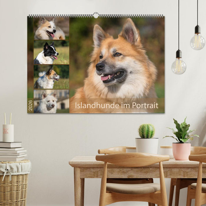 Islandhunde im Portrait (CALVENDO Wandkalender 2026)