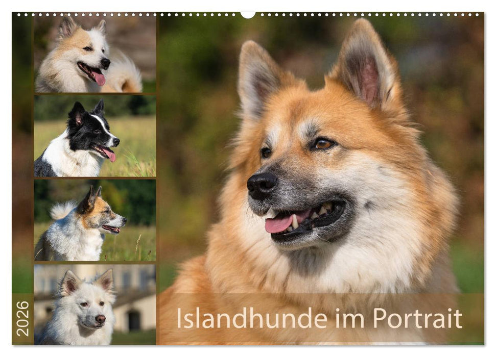 Islandhunde im Portrait (CALVENDO Wandkalender 2026)
