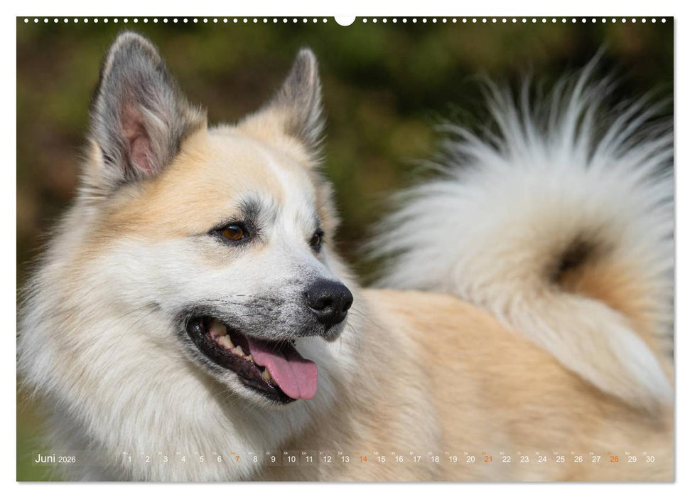 Islandhunde im Portrait (CALVENDO Wandkalender 2026)