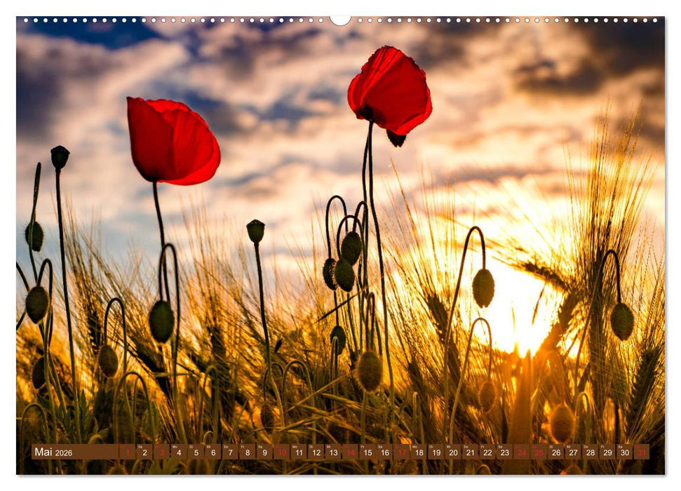 Mohnblumen - Fotografie mit Magie (CALVENDO Wandkalender 2026)