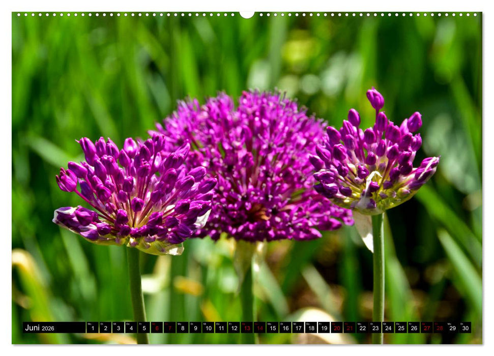 Frühling im Mostviertel (CALVENDO Wandkalender 2026)