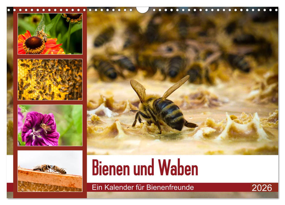 Bienen und Waben (CALVENDO Wandkalender 2026)