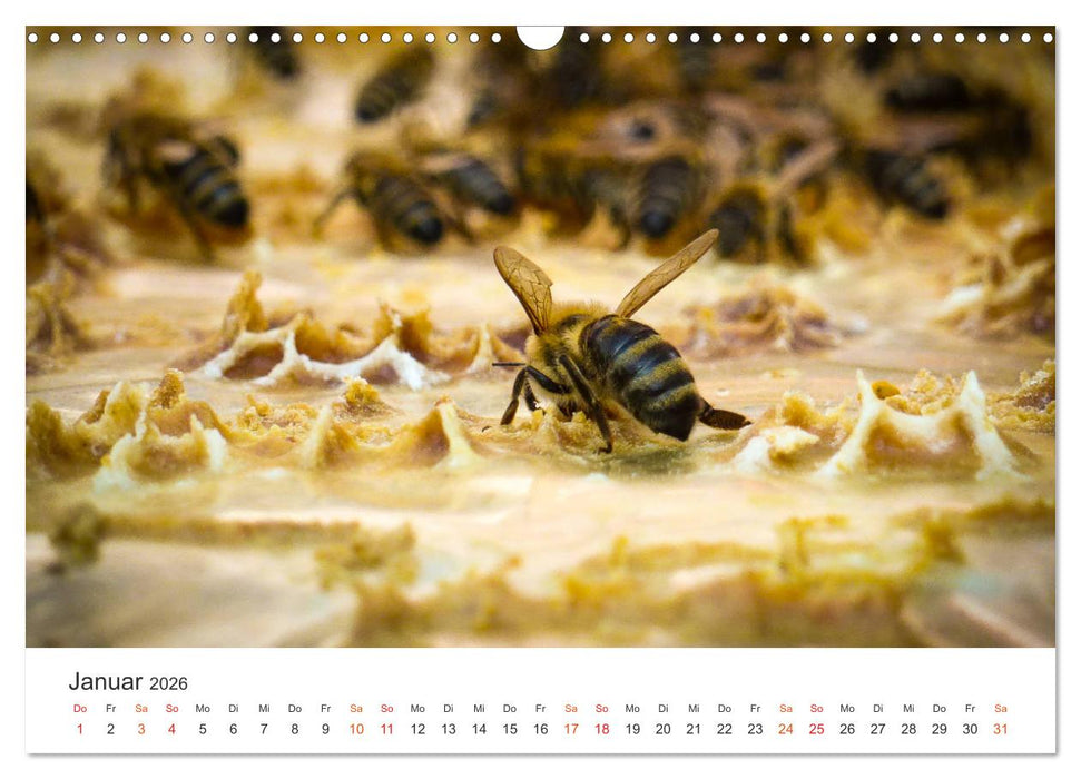 Bienen und Waben (CALVENDO Wandkalender 2026)