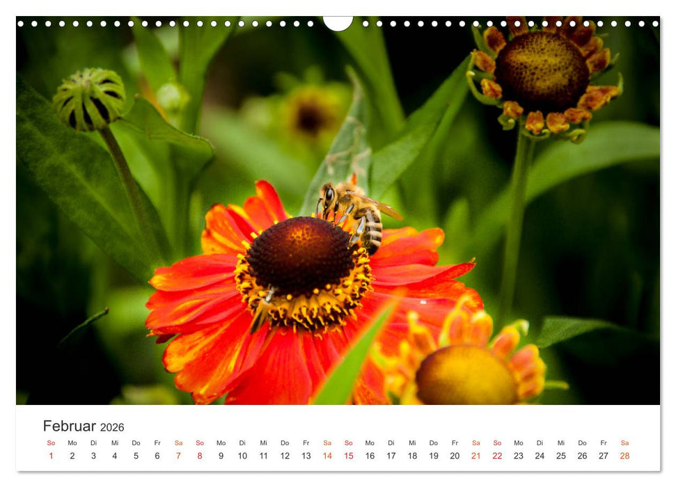 Bienen und Waben (CALVENDO Wandkalender 2026)