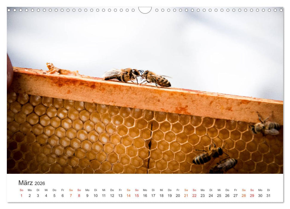 Bienen und Waben (CALVENDO Wandkalender 2026)
