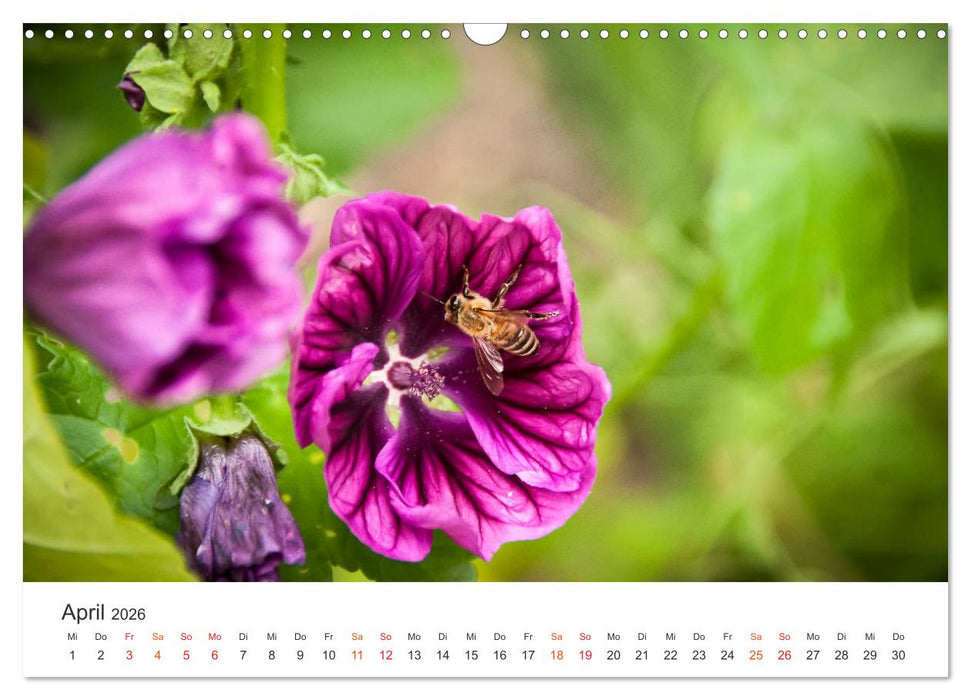 Bienen und Waben (CALVENDO Wandkalender 2026)