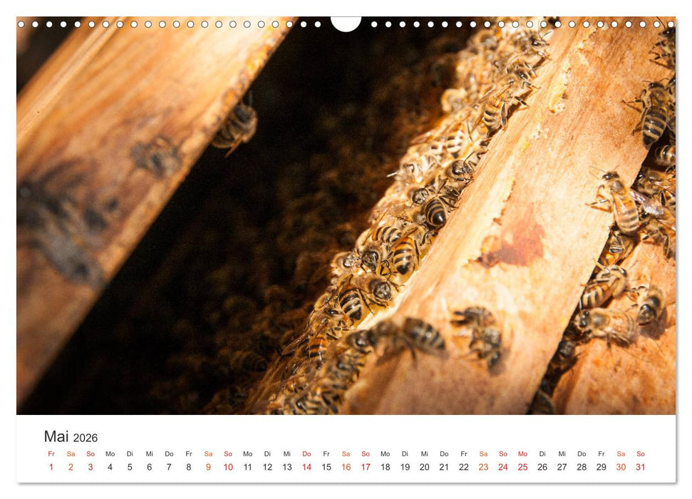 Bienen und Waben (CALVENDO Wandkalender 2026)