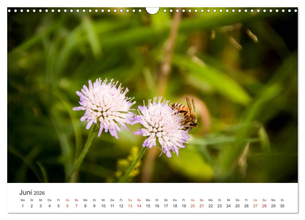 Bienen und Waben (CALVENDO Wandkalender 2026)