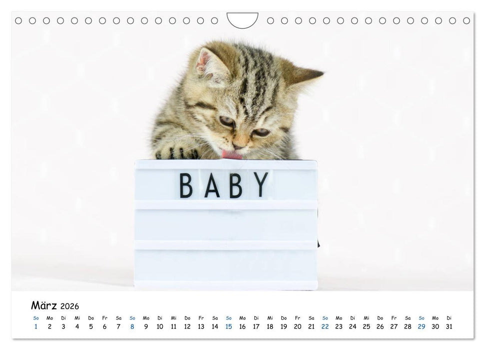 Tierkinder ganz frech (CALVENDO Wandkalender 2026)